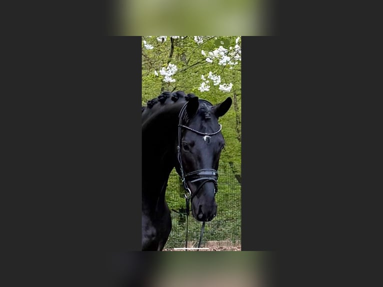Oldenburg Stallone 6 Anni 174 cm Morello in Dreieich
