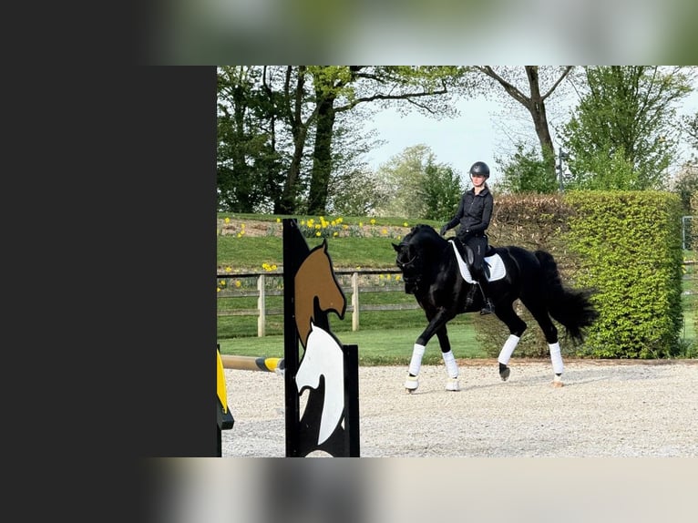 Oldenburg Stallone 6 Anni 174 cm Morello in Dreieich