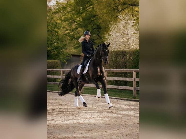 Oldenburg Stallone 6 Anni 174 cm Morello in Dreieich