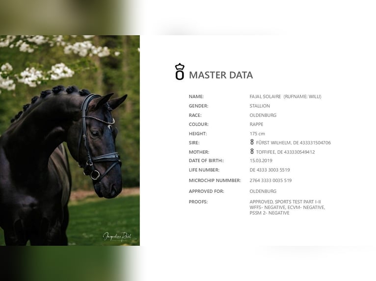 Oldenburg Stallone 6 Anni 174 cm Morello in Dreieich