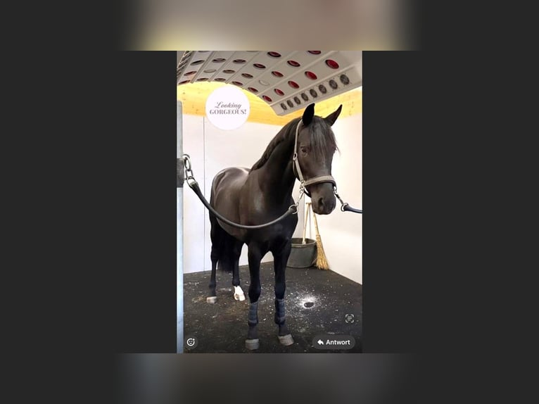 Oldenburg Stallone 6 Anni 174 cm Morello in Dreieich