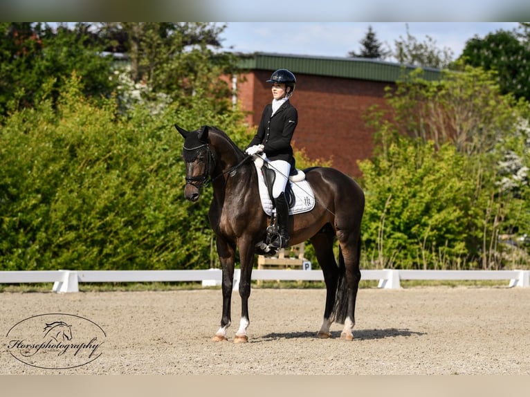 Oldenburg Stallone 6 Anni 178 cm Baio scuro in Stuhr