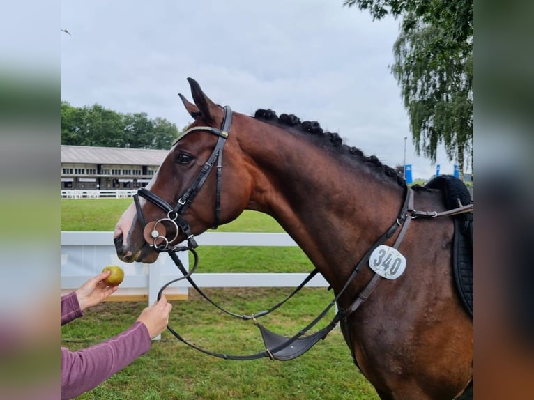 Oldenburg Stallone 7 Anni 163 cm in Lengerich