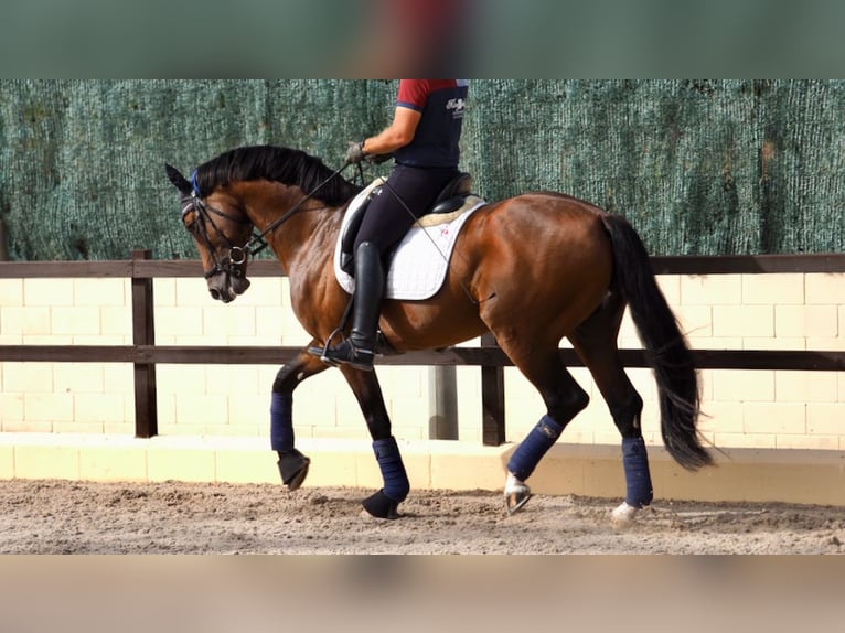 Oldenburg Stallone 7 Anni 165 cm Baio ciliegia in NAVAS DEL MADRONO