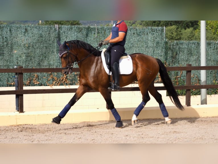 Oldenburg Stallone 7 Anni 165 cm Baio ciliegia in NAVAS DEL MADRONO