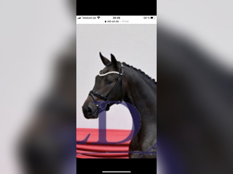 Oldenburg Stallone 7 Anni 170 cm Baio in Greven