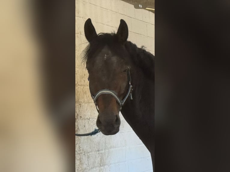 Oldenburg Stallone 7 Anni 170 cm Baio in Greven