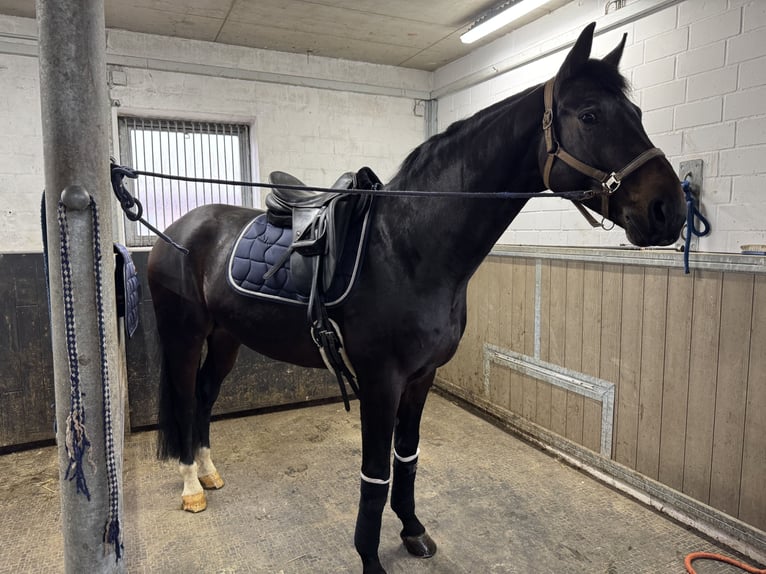 Oldenburg Stallone 7 Anni 170 cm Baio in Greven