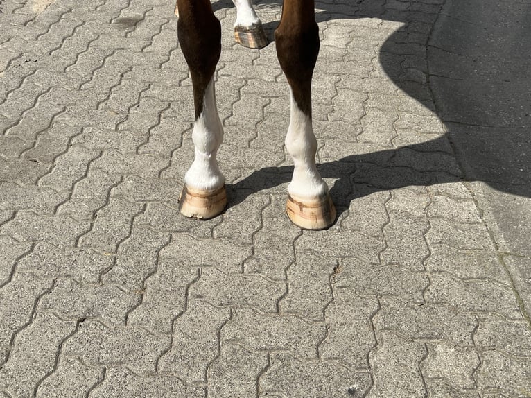 Oldenburg Stallone 8 Anni 165 cm Baio in Krembz