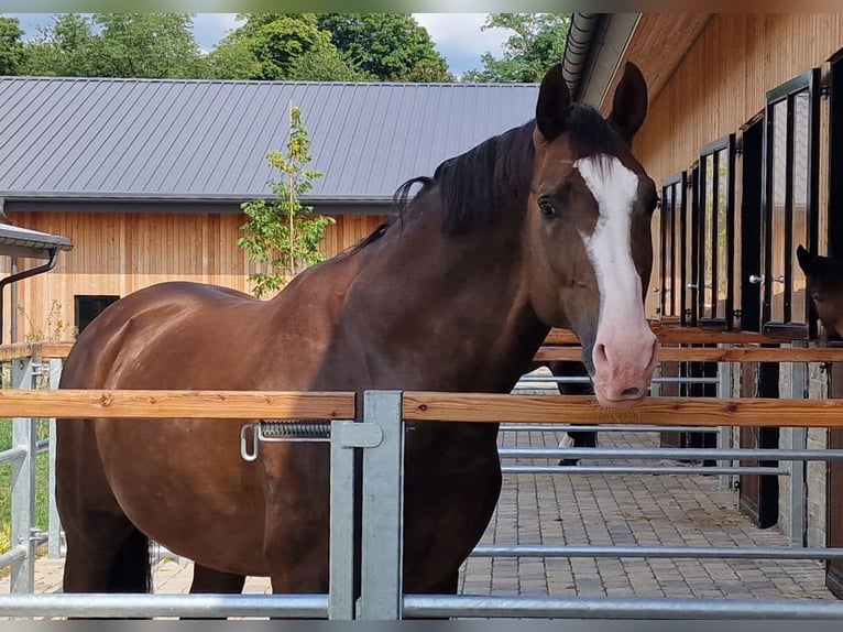 Oldenburg Stallone 8 Anni 174 cm Sauro scuro in Unna
