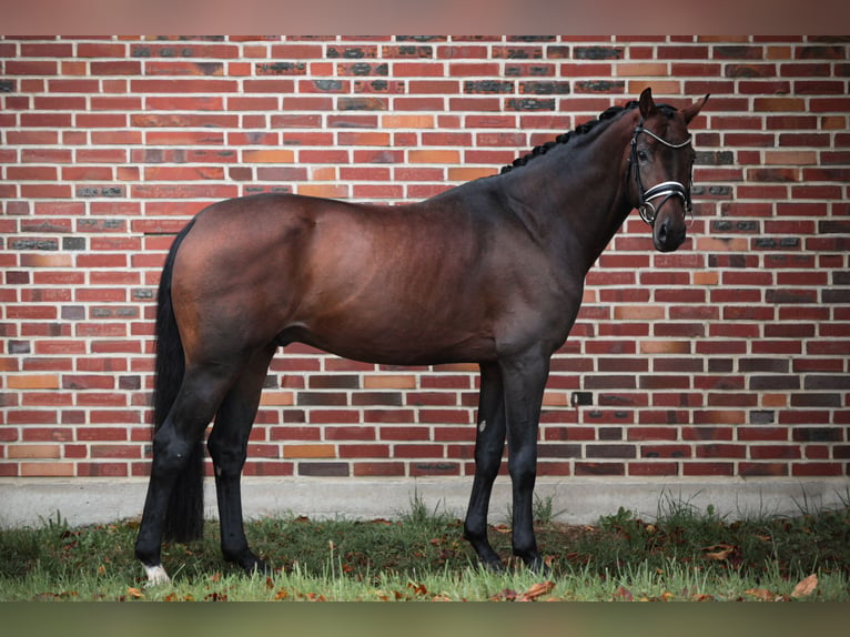 Oldenburg Stallone 9 Anni 168 cm Baio in Rhede