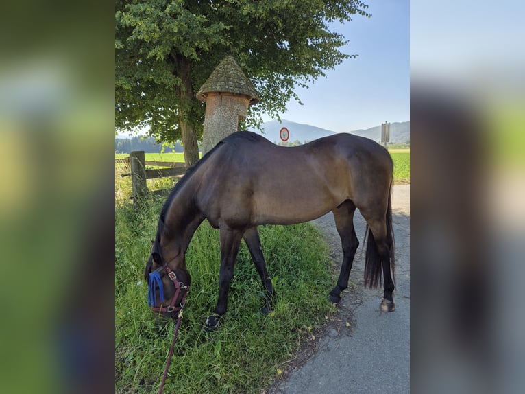 Oldenburg Stallone 9 Anni 170 cm  in Strettweg