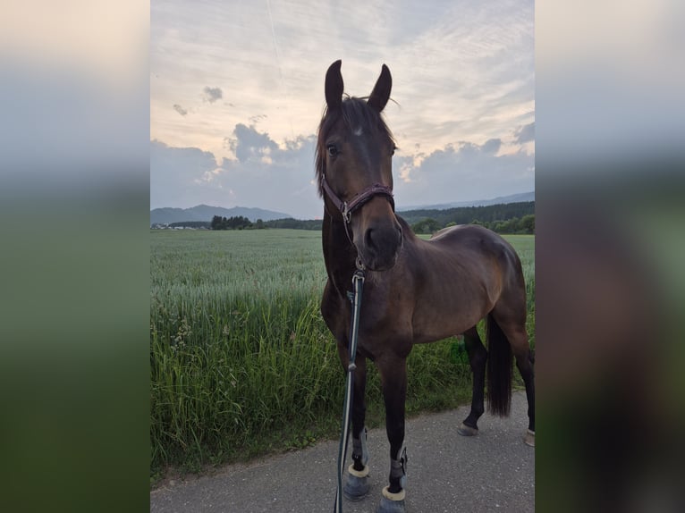 Oldenburg Stallone 9 Anni 170 cm  in Strettweg