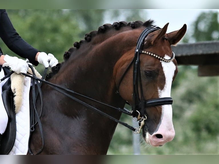 Oldenburg Stallone 9 Anni 174 cm Sauro scuro in Unna