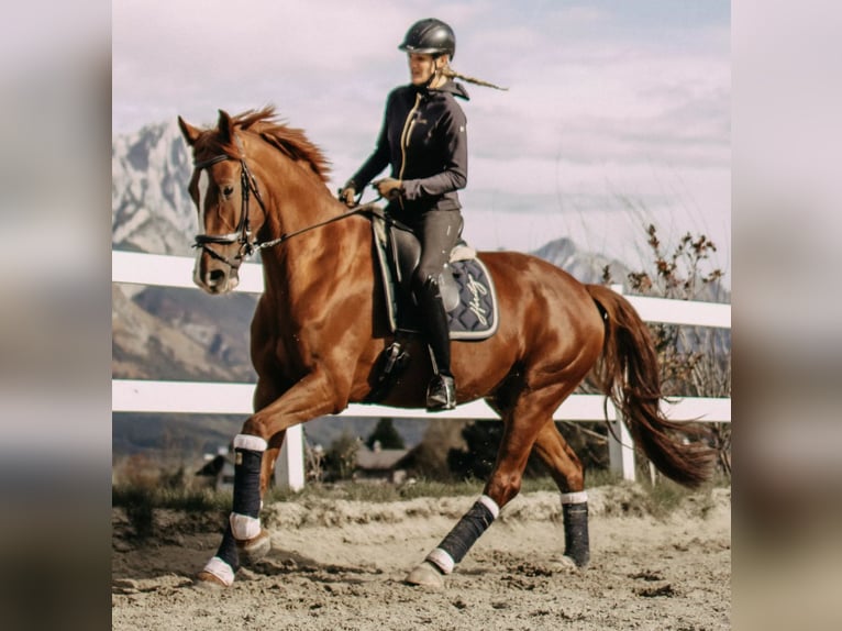 Oldenburg Stallone 9 Anni 175 cm Sauro scuro in München