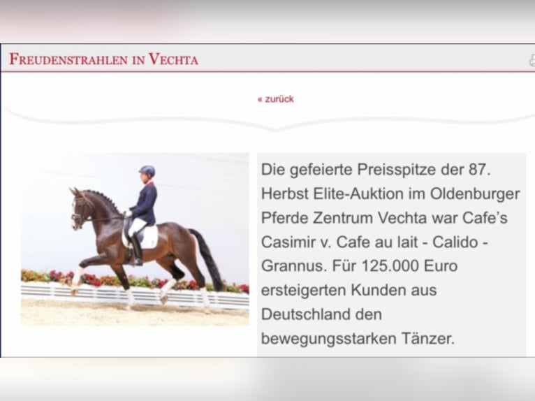 Oldenburg Stallone Baio nero in Bramsche