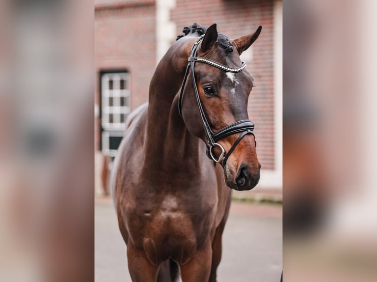Oldenburg Stallone Baio scuro in Lemwerder