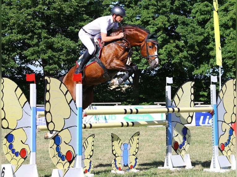 Oldenburg Stallone Baio in Marlishausen