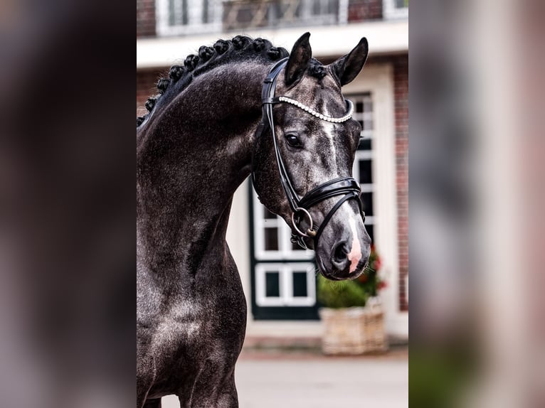 Oldenburg Stallone Grigio in Lemwerder