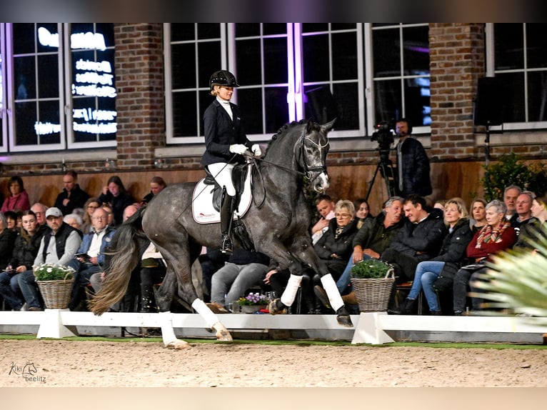 Oldenburg Stallone Grigio in Lemwerder