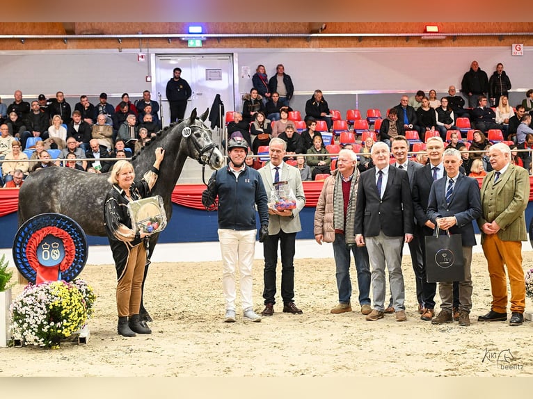 Oldenburg Stallone Grigio in Lemwerder