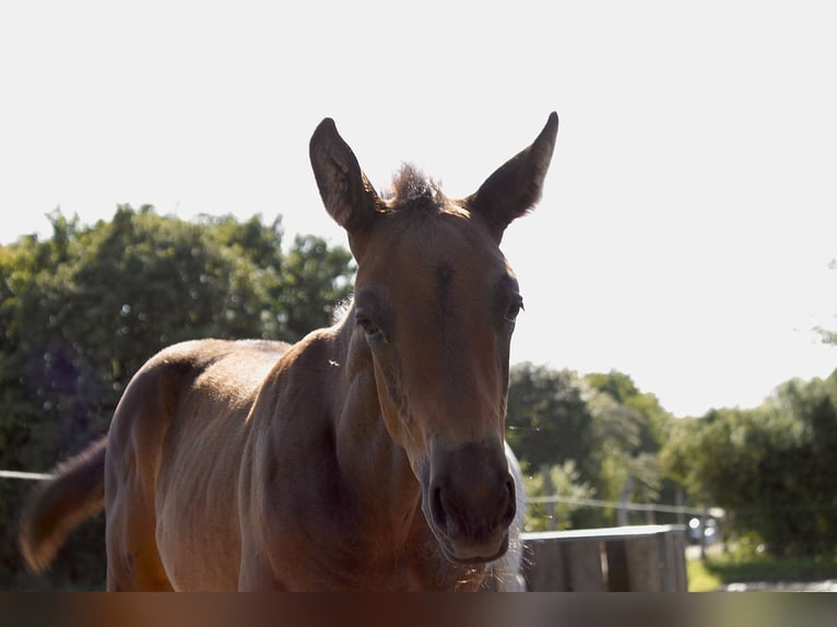 Oldenburg Stallone Puledri
 (06/2024) 165 cm Può diventare grigio in Ludwigsfelde