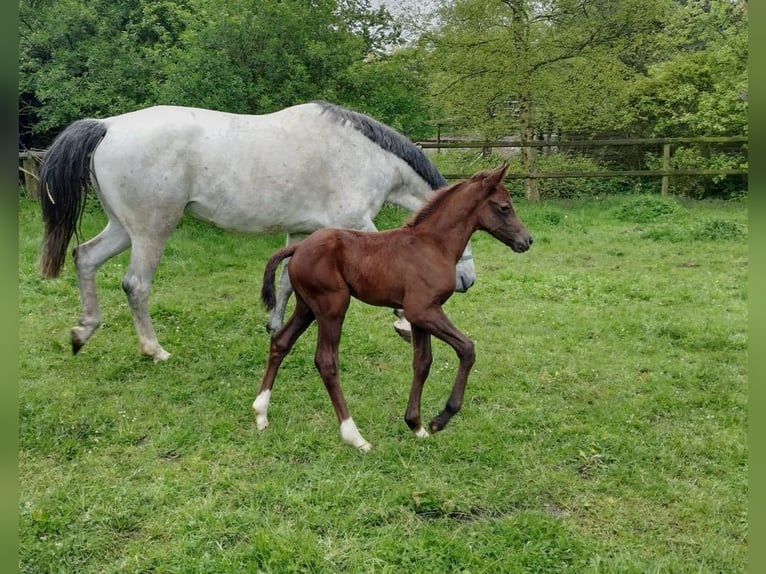 Oldenburg Stallone Puledri
 (04/2024) 167 cm Può diventare grigio in Berne