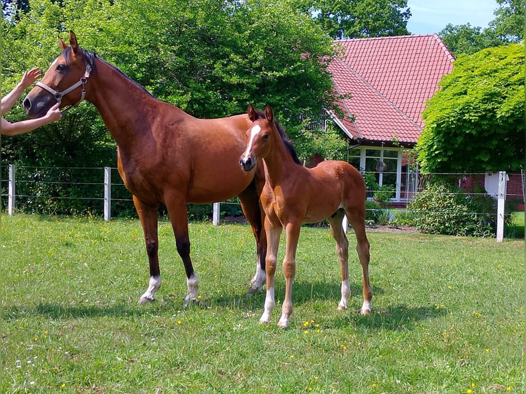 Oldenburg Stallone Puledri (04/2026) 168 cm Baio in Wittmund Willen