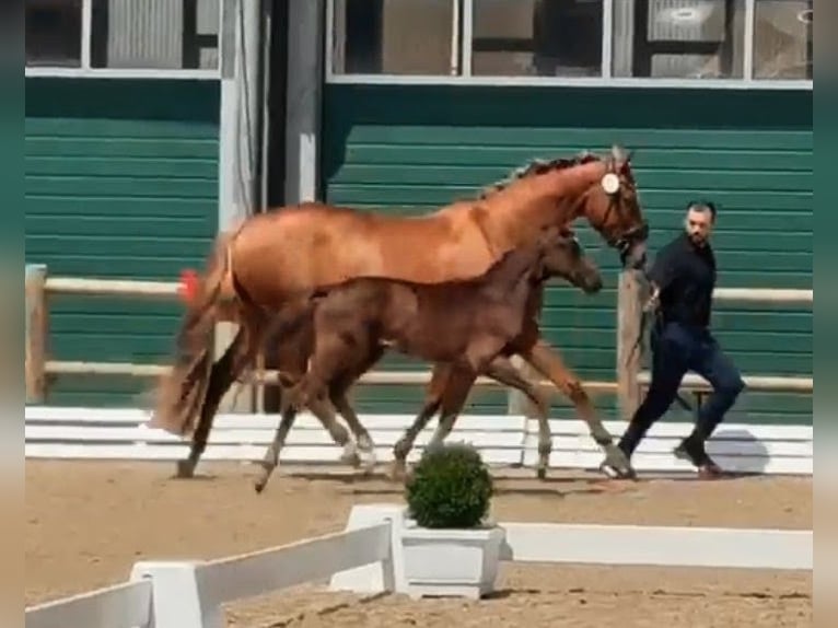 Oldenburg Stallone Puledri (04/2026) 168 cm Baio nero in Steimbke