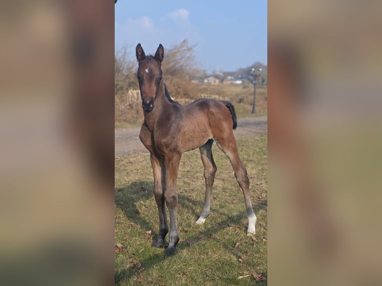 Oldenburg Stallone Puledri (02/2026) 168 cm Baio scuro in Blunk