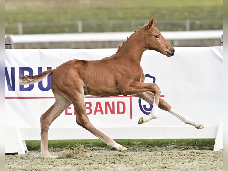 Oldenburg Stallone Puledri (03/2026) 168 cm  in Hetzerath