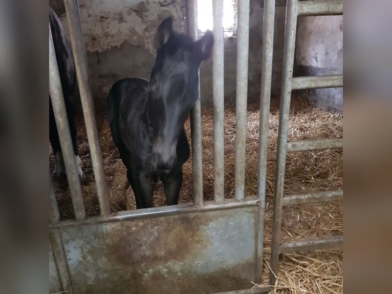 Oldenburg Stallone Puledri (05/2026) 169 cm Morello in Garrel