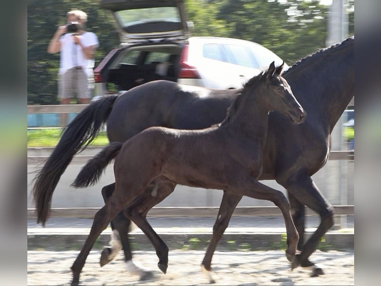 Oldenburg Stallone Puledri (05/2026) 169 cm Morello in Garrel