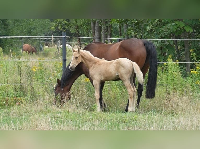 Oldenburg Stallone Puledri (07/2026) 169 cm Palomino in Lubsza