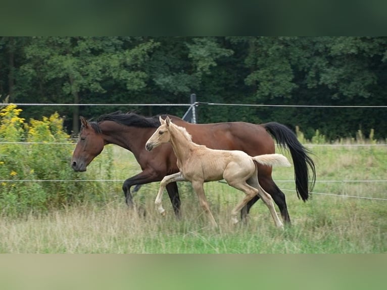 Oldenburg Stallone Puledri (07/2026) 169 cm Palomino in Lubsza