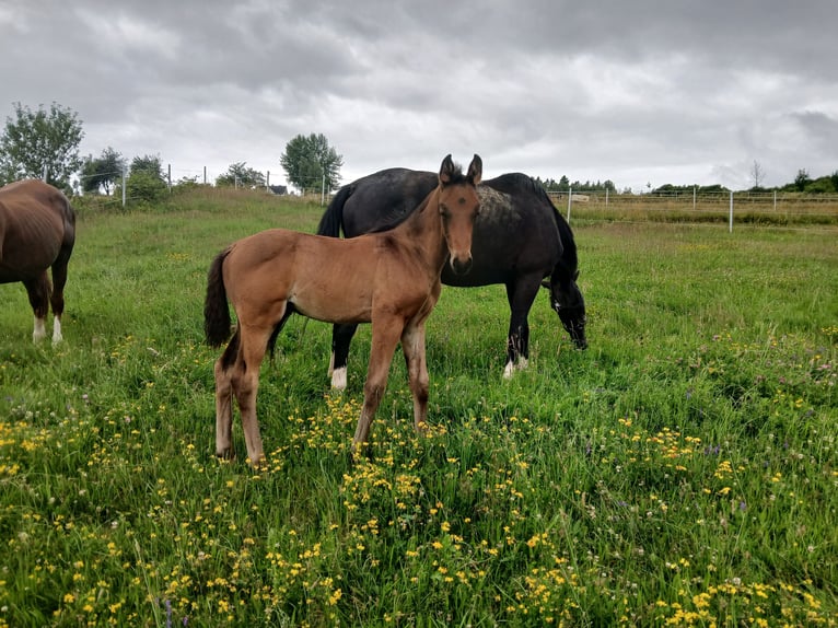 Oldenburg Stallone Puledri (05/2026) 170 cm Baio in Jordanów