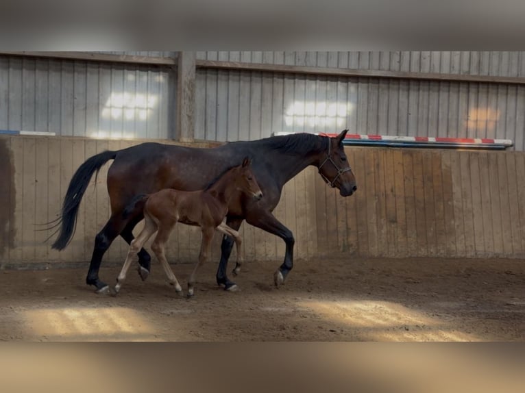 Oldenburg Stallone Puledri (05/2026) 170 cm Baio in Hanerau-Hademarschen