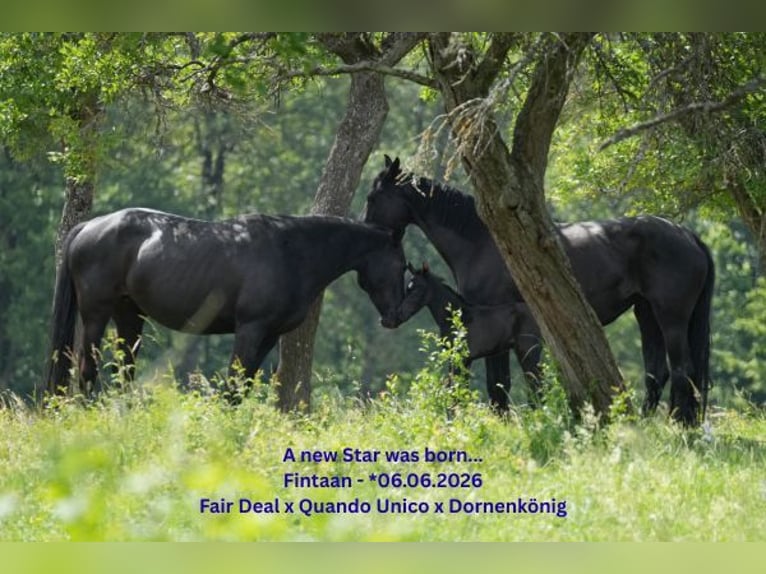 Oldenburg Stallone Puledri (06/2026) 170 cm Baio nero in Maulbronn