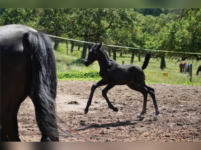 Oldenburg Stallone Puledri (06/2026) 170 cm Baio nero in Maulbronn