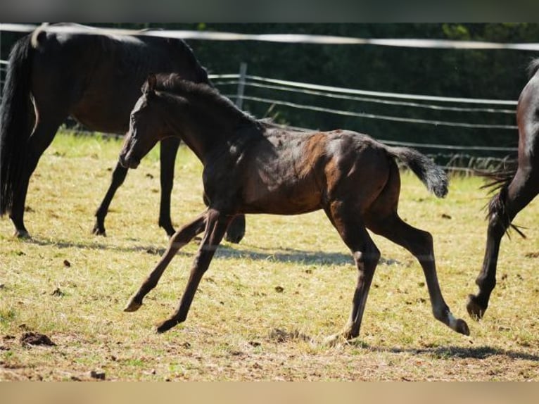 Oldenburg Stallone Puledri (06/2026) 170 cm Baio nero in Maulbronn