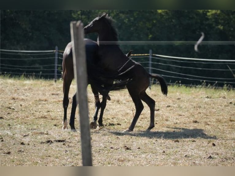 Oldenburg Stallone Puledri (06/2026) 170 cm Baio nero in Maulbronn