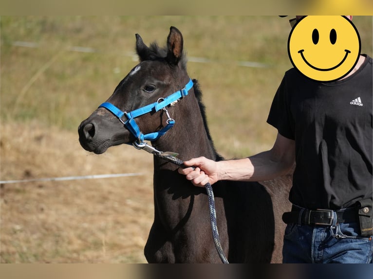 Oldenburg Stallone Puledri (06/2026) 170 cm Baio nero in Maulbronn