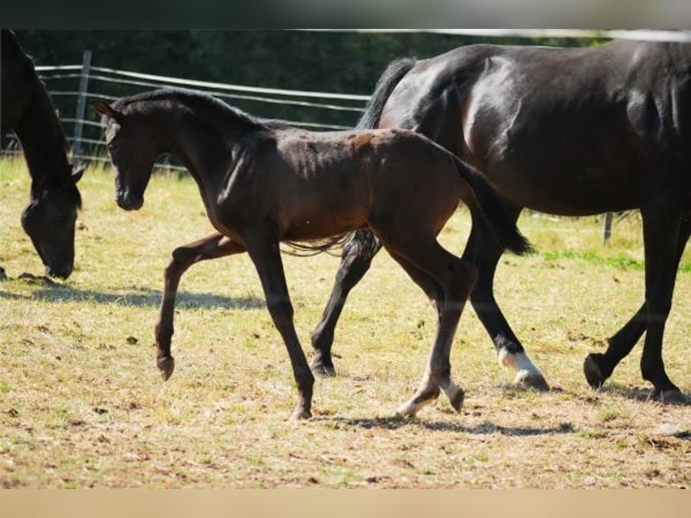 Oldenburg Stallone Puledri (06/2026) 170 cm Baio nero in Maulbronn