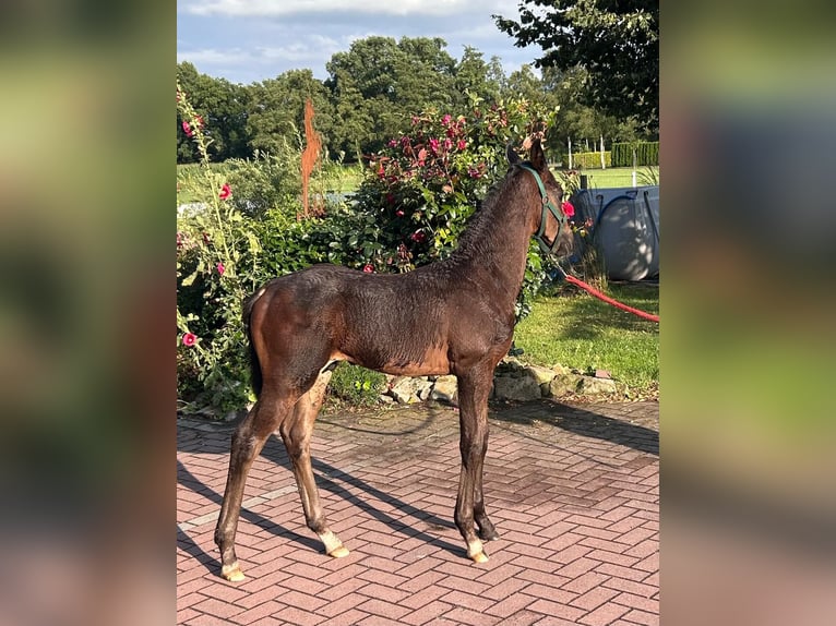 Oldenburg Stallone Puledri (07/2026) 170 cm Baio nero in Saterland