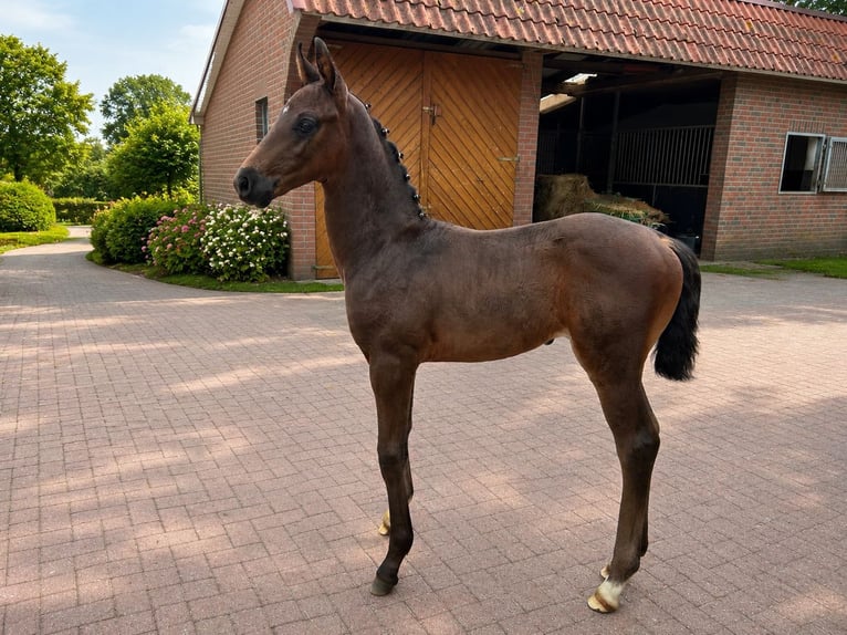 Oldenburg Stallone Puledri (07/2026) 170 cm Baio nero in Saterland