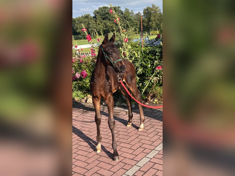 Oldenburg Stallone Puledri (07/2026) 170 cm Baio nero in Saterland