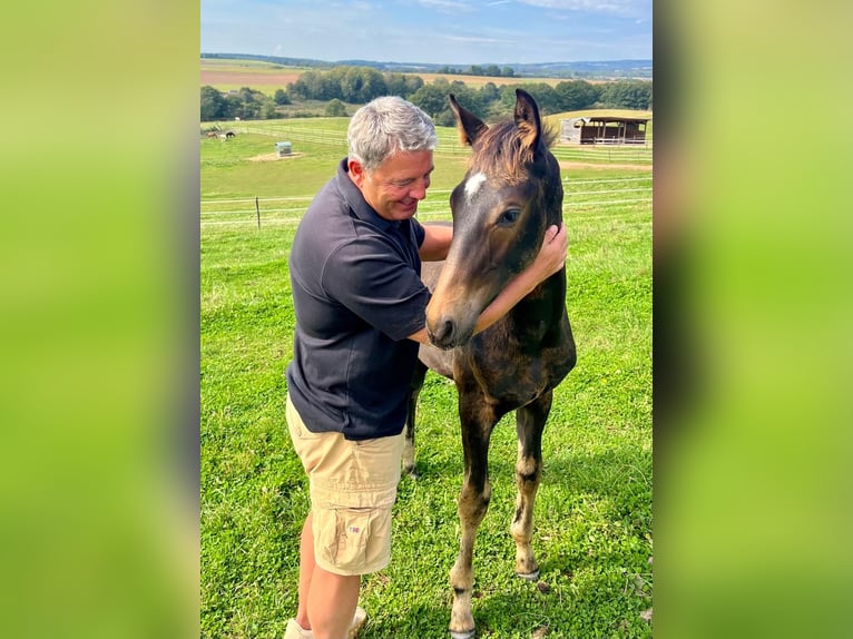 Oldenburg Stallone  170 cm Baio scuro in Weiskirchen