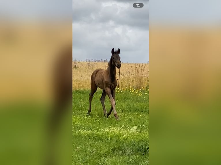 Oldenburg Stallone Puledri (04/2026) 170 cm Baio scuro in Dingelstädt