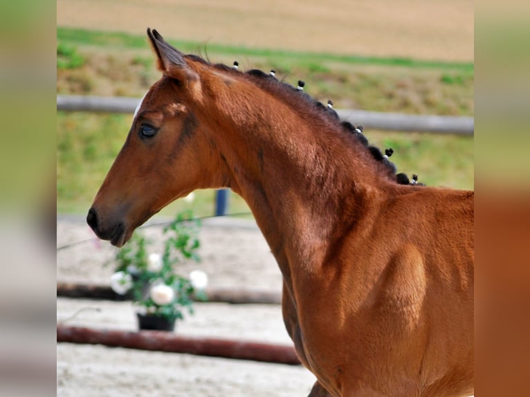 Oldenburg Stallone Puledri (05/2025) 170 cm Baio scuro in Usedom