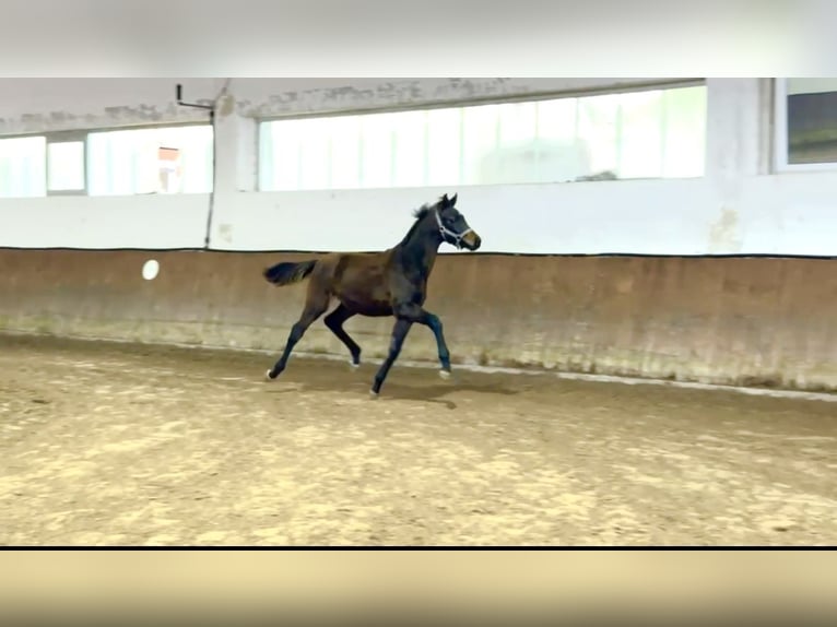 Oldenburg Stallone Puledri (05/2025) 170 cm Baio scuro in Rosdorf